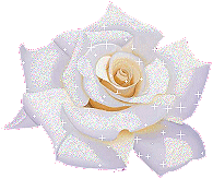white rose for mom