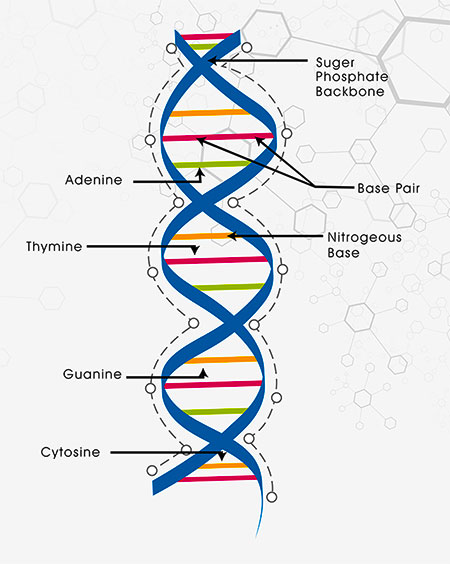 DNA