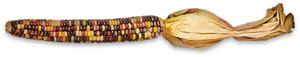 an ear of harvest corn